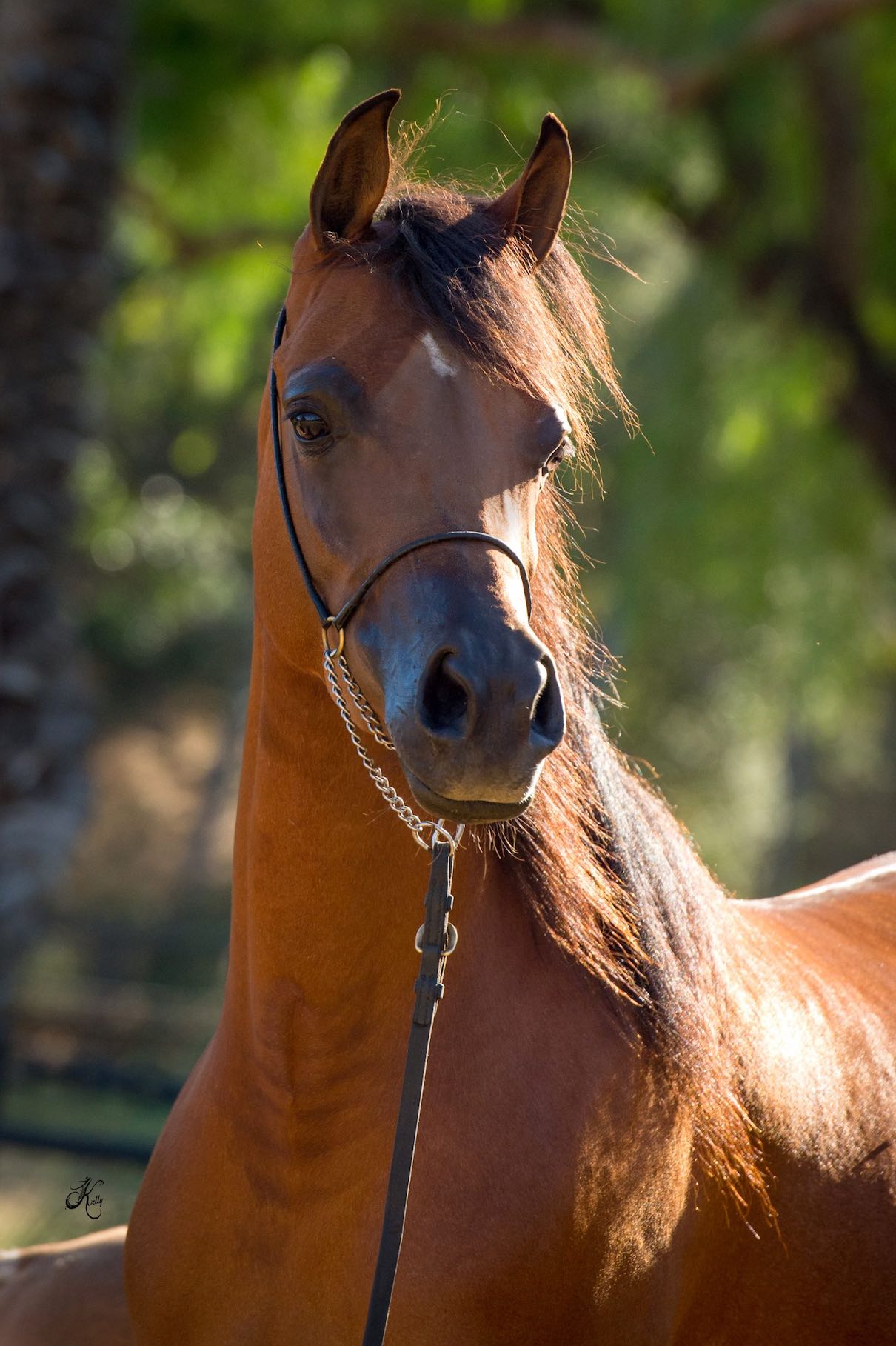 Love Affair - Felix Arabia