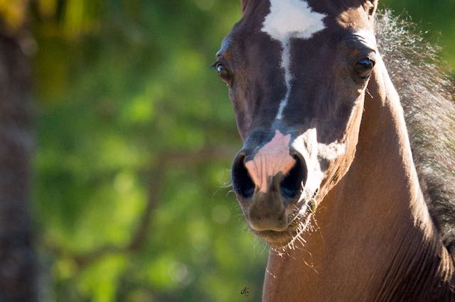 Felix Thee Yazan - Felix Arabia