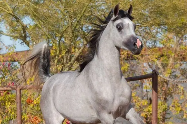 Stallions - Felix Arabia